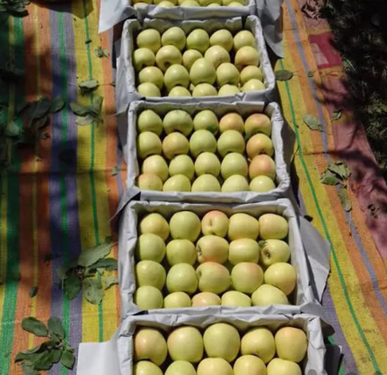 سیب زرد سوپر بروجرد