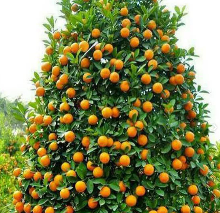 پرتقال و نارنگی شمال