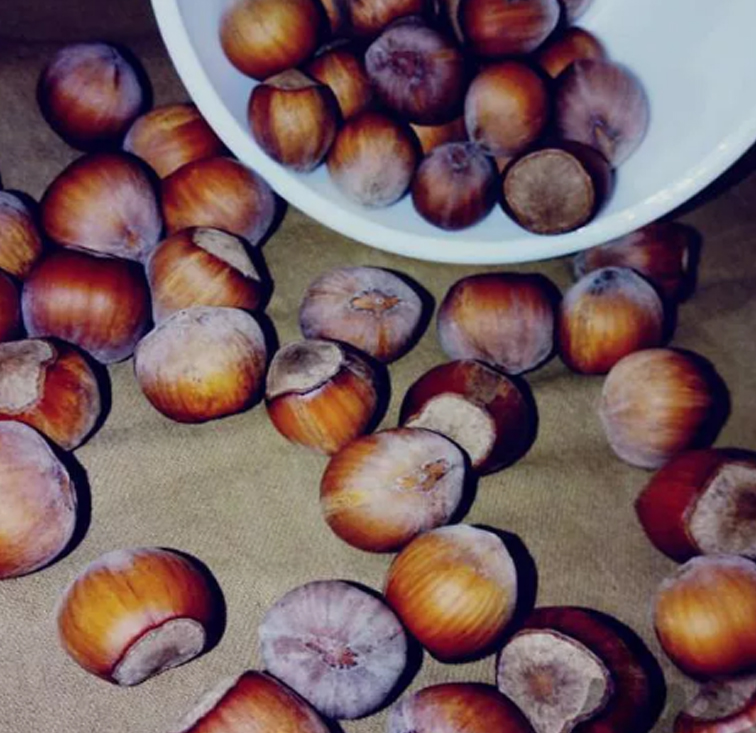 فندق خام امسال گیلان دیلمان