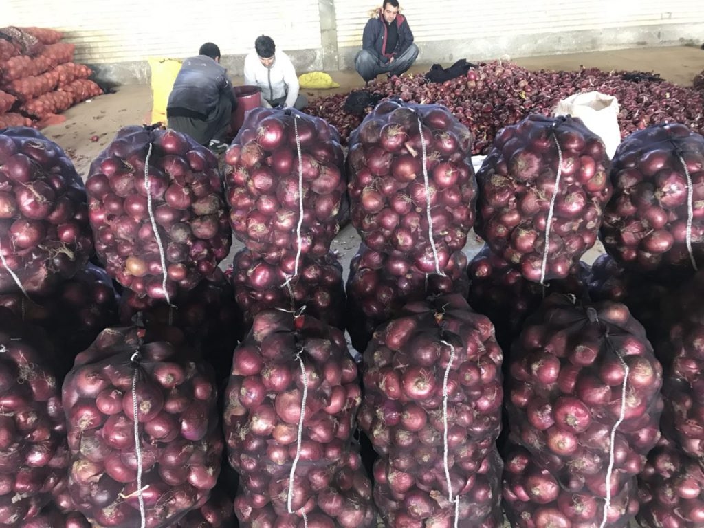 پیاز کاملا ارگانیک