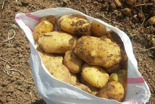 سیب زمینی با رنگ قالب ارسال به درب منزل ۲۷۰۰