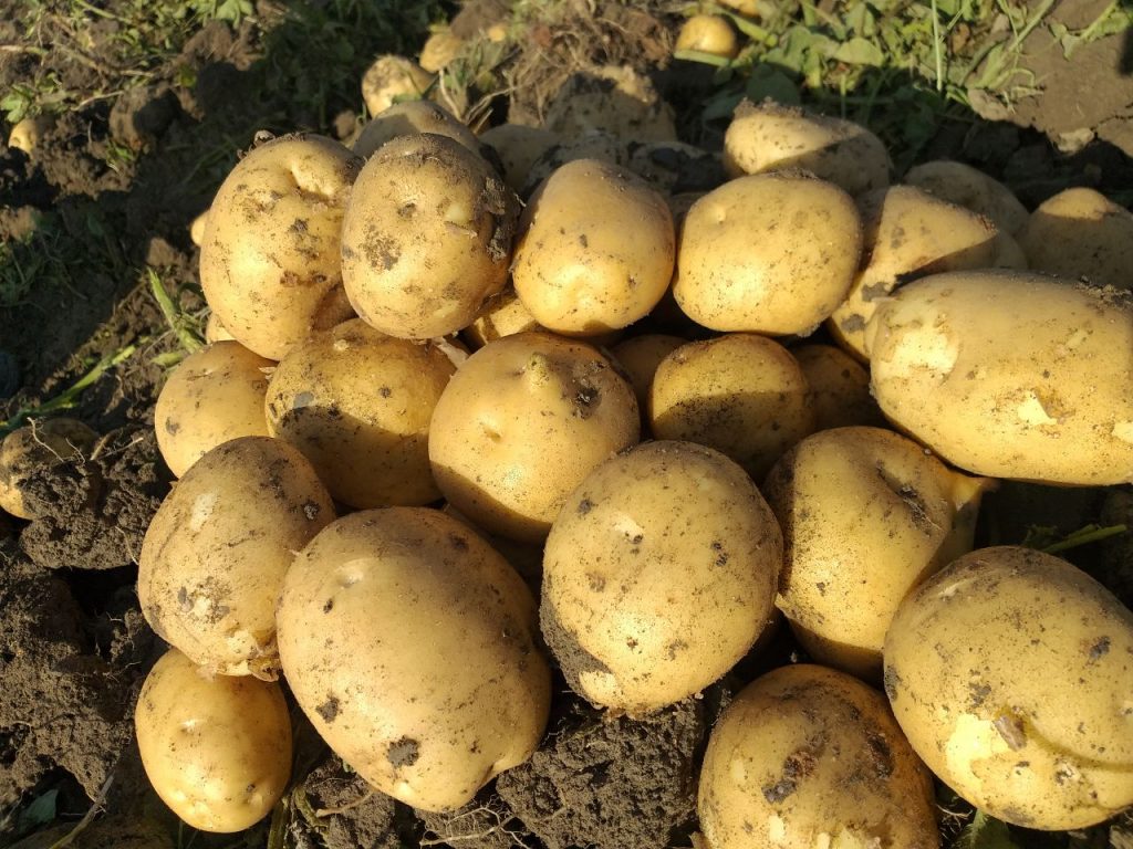 پخش میوه وتره بار