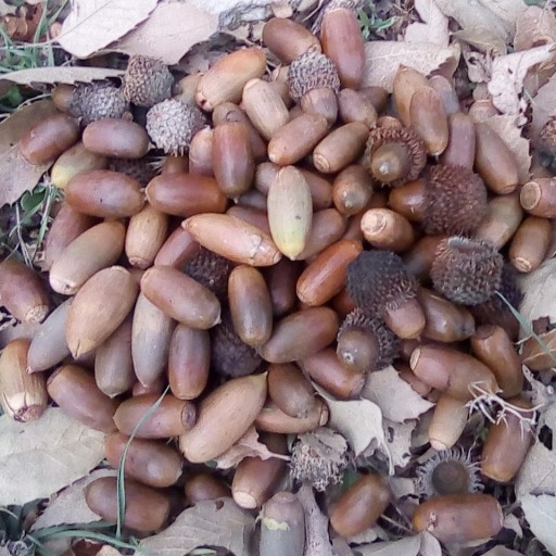 بلوط و آرد بلوط جهت خوراک دام