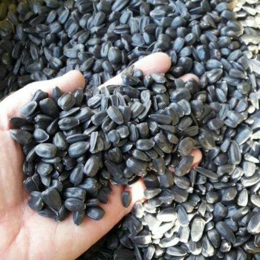 تخمه نمکی خوی شمشیری مغز پر