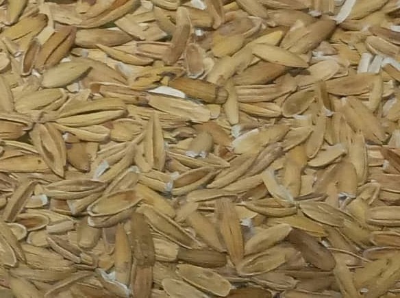 فروش بلوط زاگرس