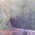 تولید و قیمت حفاظ شاخ گوزنی