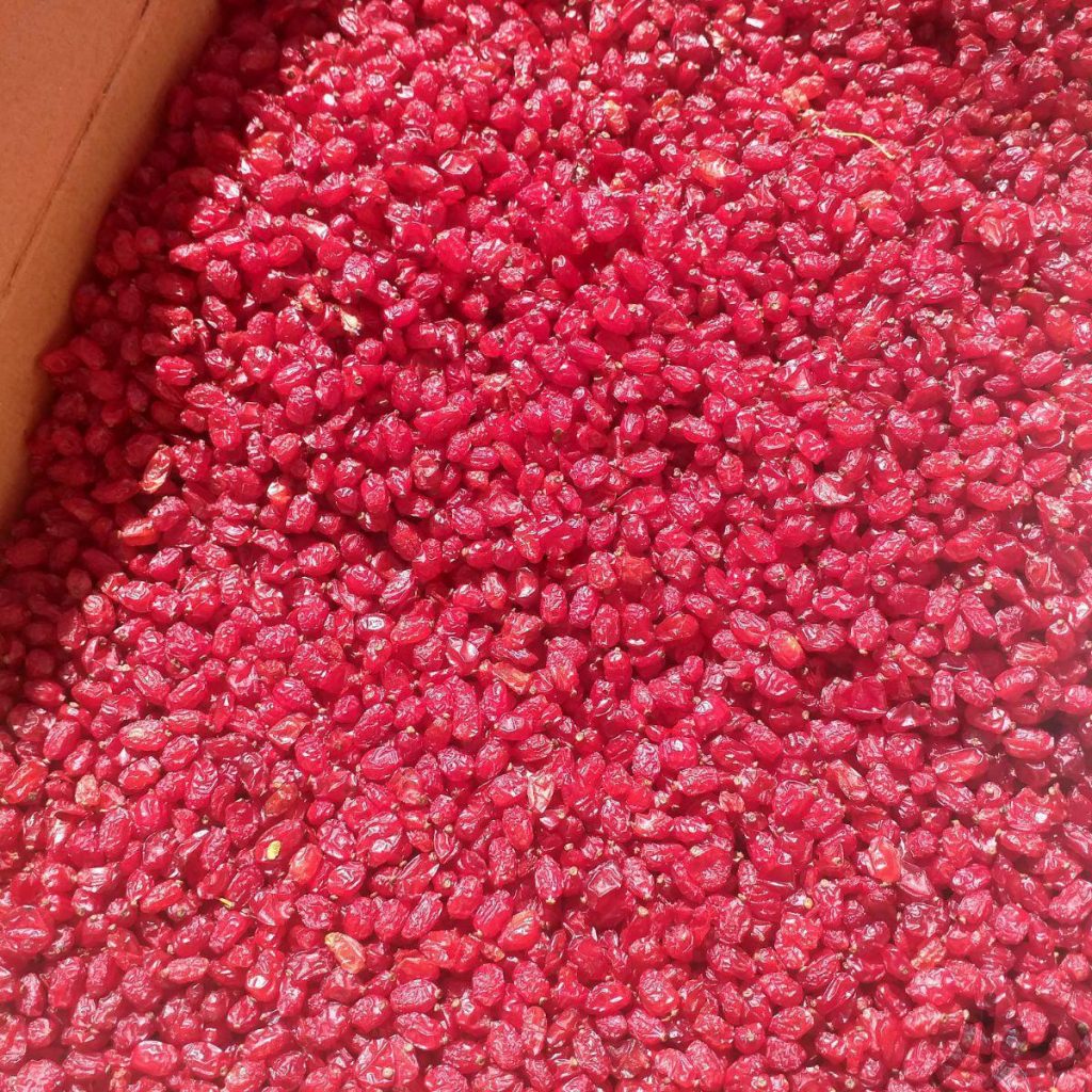 زرشک امسالی مستقیم از کشاورز