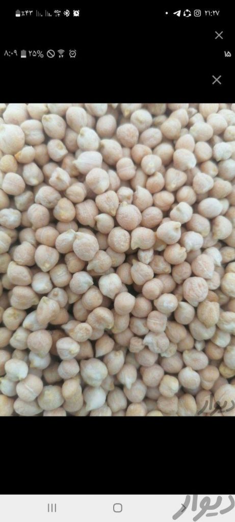 نخود دیم محصول زمین خودم