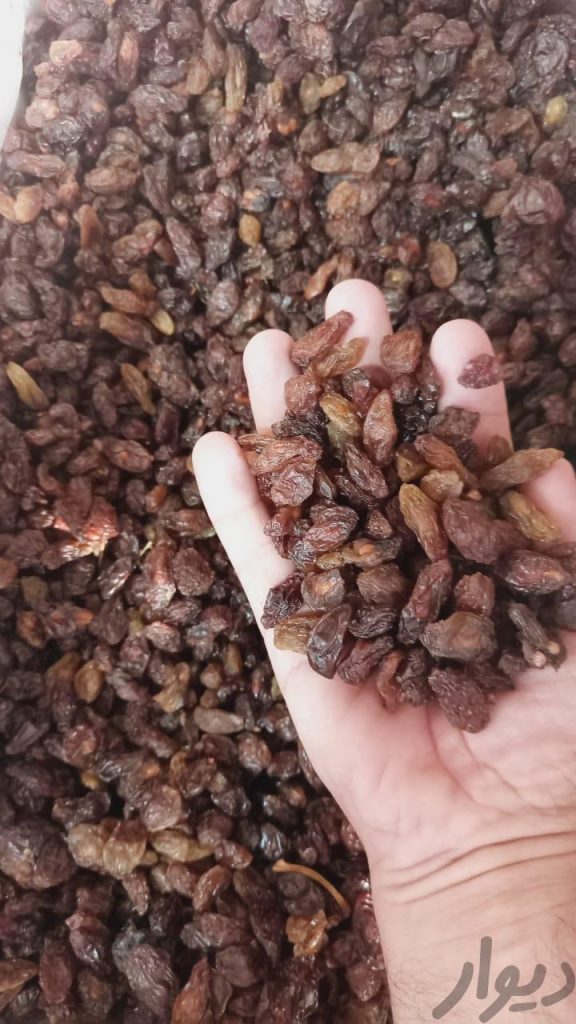 پخش کشمش و مویز آفتابی و خوراکی با آقای کشمش کاشمر