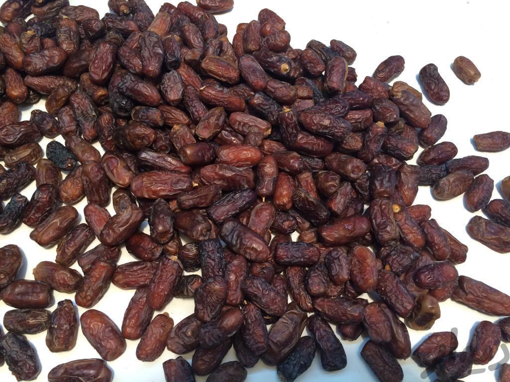 باغدار خرمای پیارم و خاصویی در حاجی اباد هرمزگان