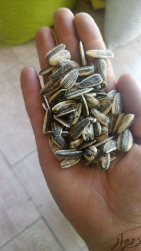 تخمه اعلابارخوب تازه