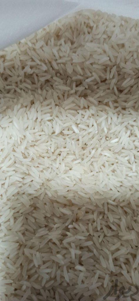 برنج فجر به صورت عمده