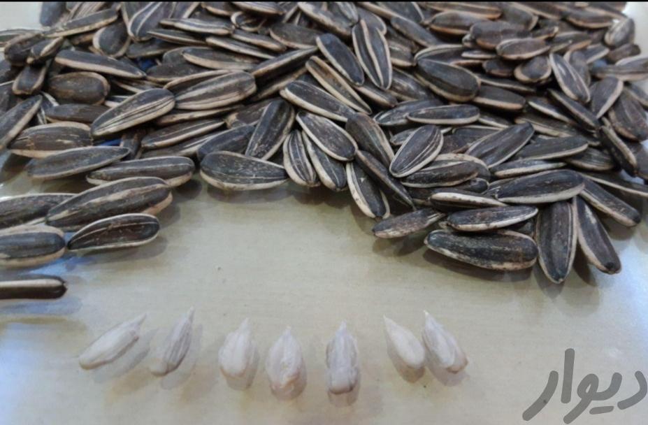 تخمه خارجی ۶۵۰۰۰ شور