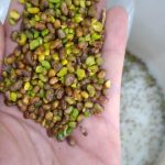 پسته کوهی(بنه)