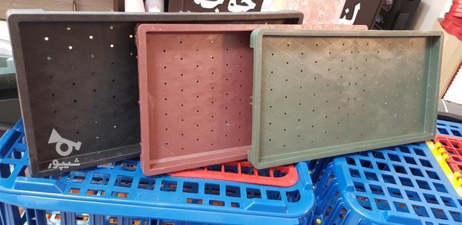 سینی نشا گیلان مازندران