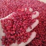 آلو،زرشک، عناب عمده