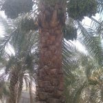 باغدار خرمای پیارم و خاصویی در حاجی اباد هرمزگان