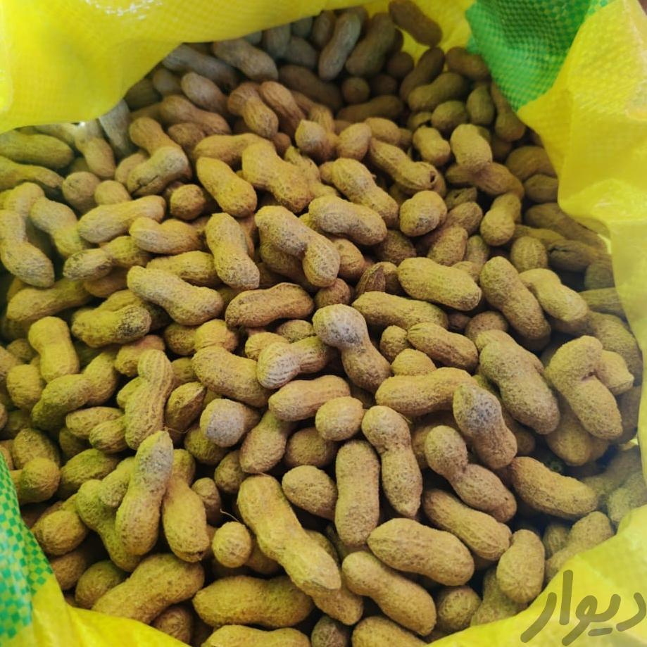 بادام زمینی و فندق سفید