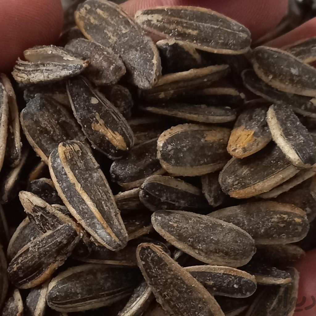 تخمه دور سفید خارجی ، تخمه کدو ، تخمه سنقر