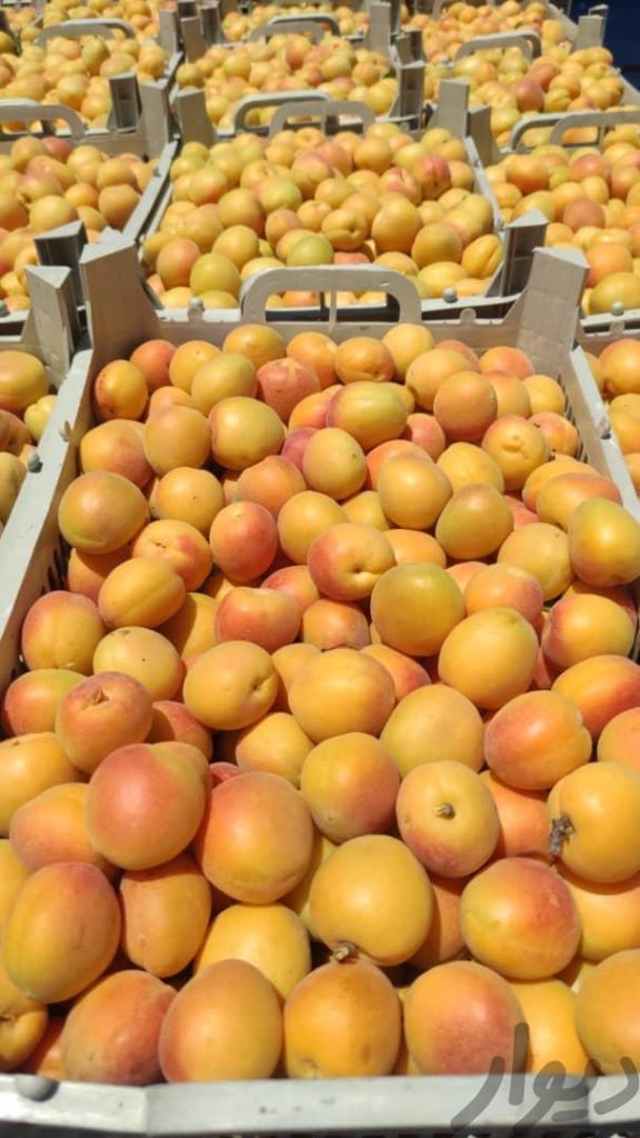 زرد آلو شکرپاره