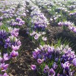 فروش کلی و جزئی زعفران خراسان منطقه ی تربت حیدریه