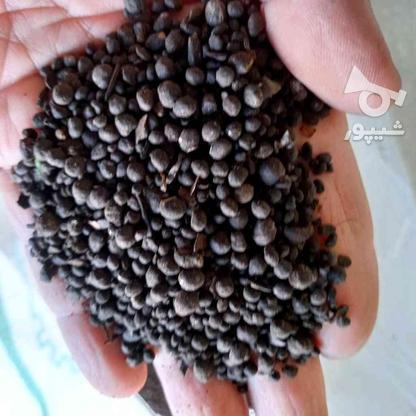 کود کامل الی گرانوله