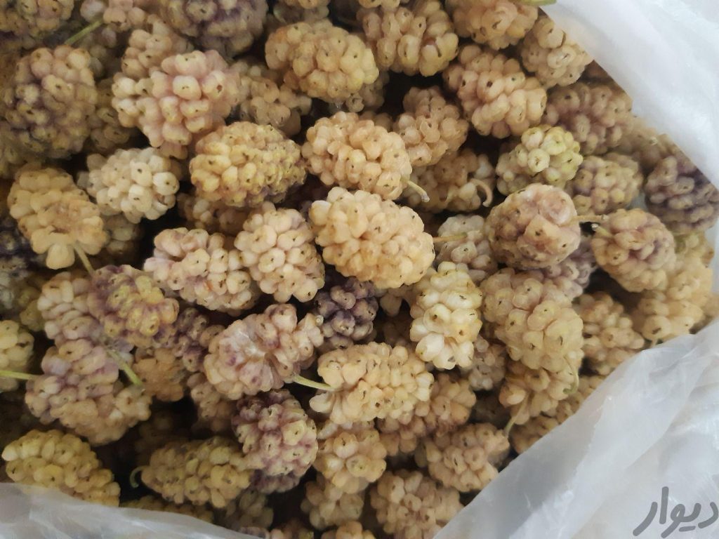 توت خشک امسال