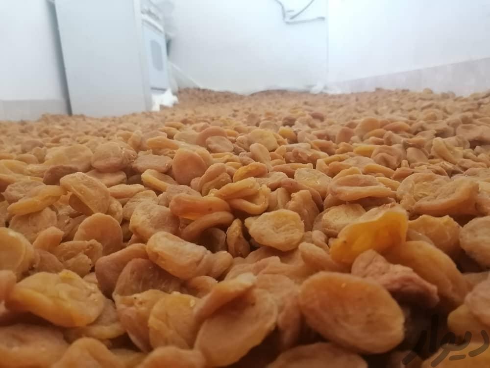 برگه وقیسی زرد الو امسالی