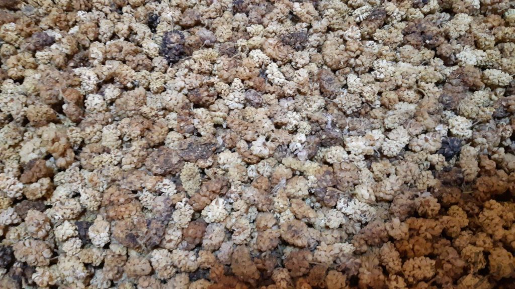 پخش توت خشک شیره پزی