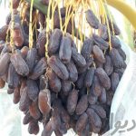 باغدار خرمای پیارم و خاصویی در حاجی اباد هرمزگان