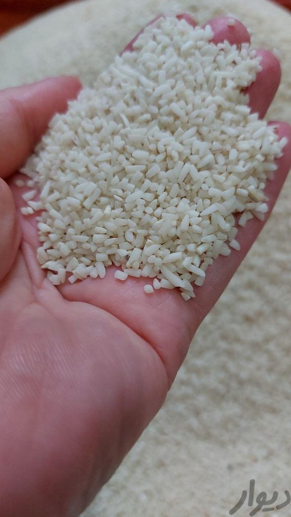 نیم دانه ی هاشمی محصول گیلان برنج