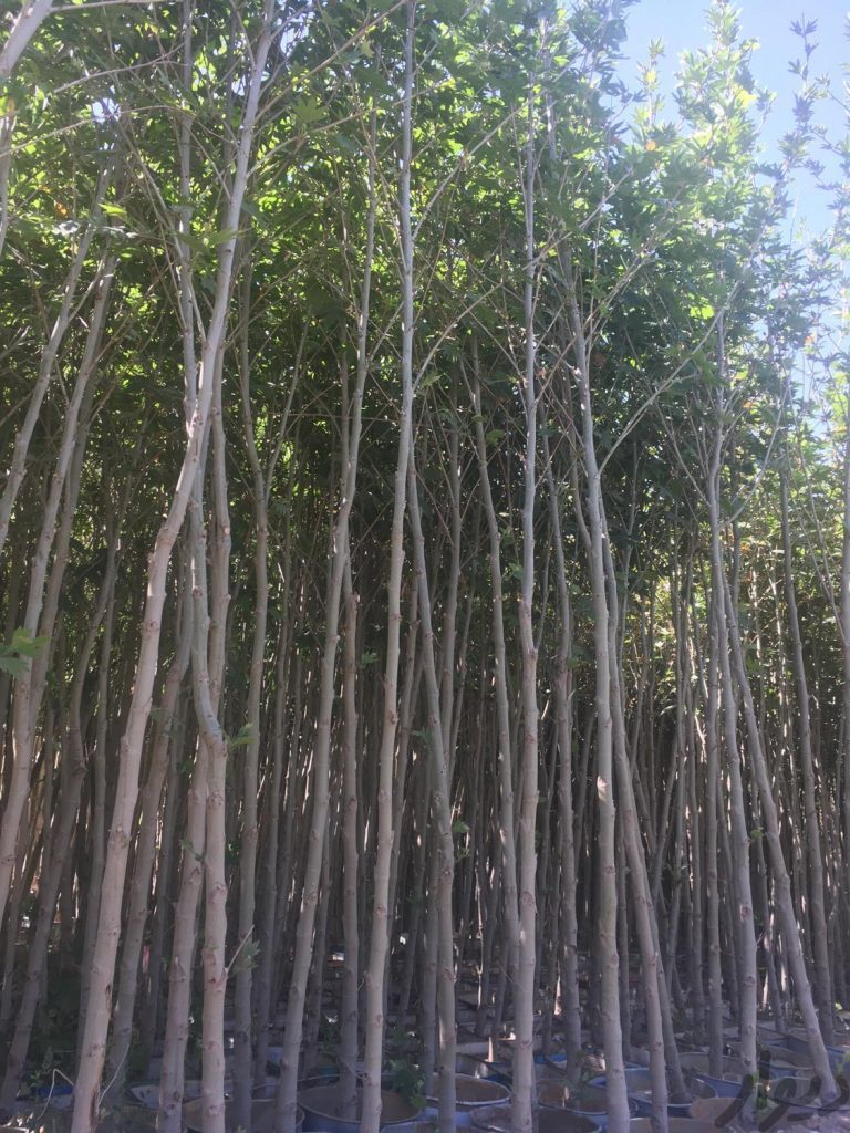 انواع نهال های مثمر و غیر مثمر