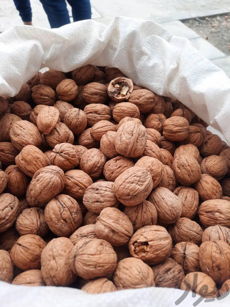 گردو امریکایی و چینی