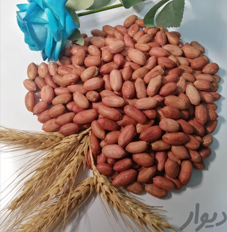 بادام زمینی استانه