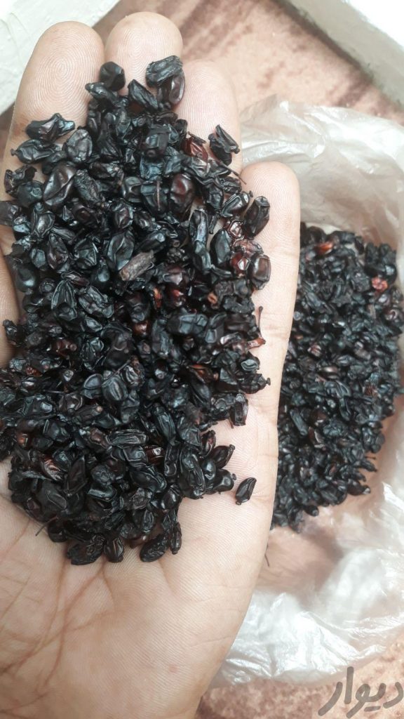 زرشک ابگیری زرشک کوهی عمده