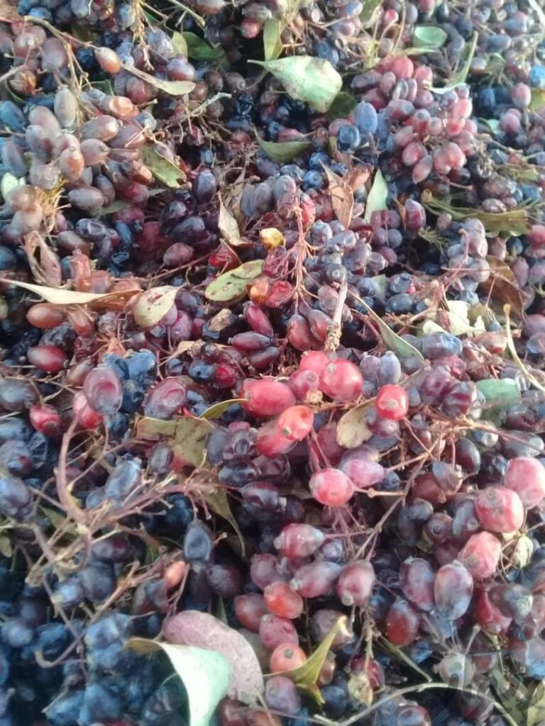 زرشک کوهی ترش