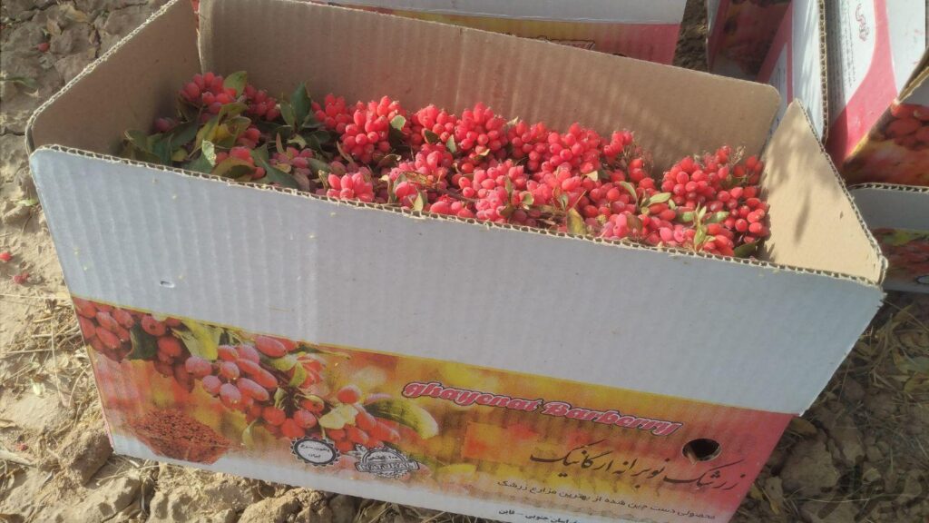 زرشک تازه خراسان