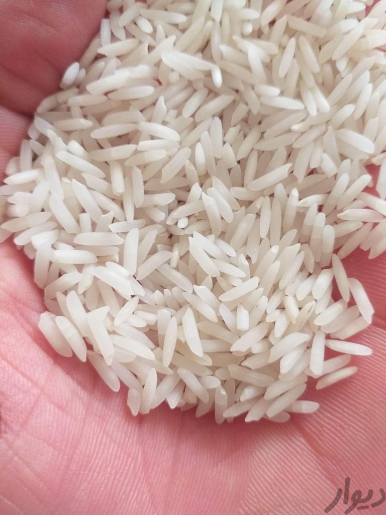 برنج شیرودی