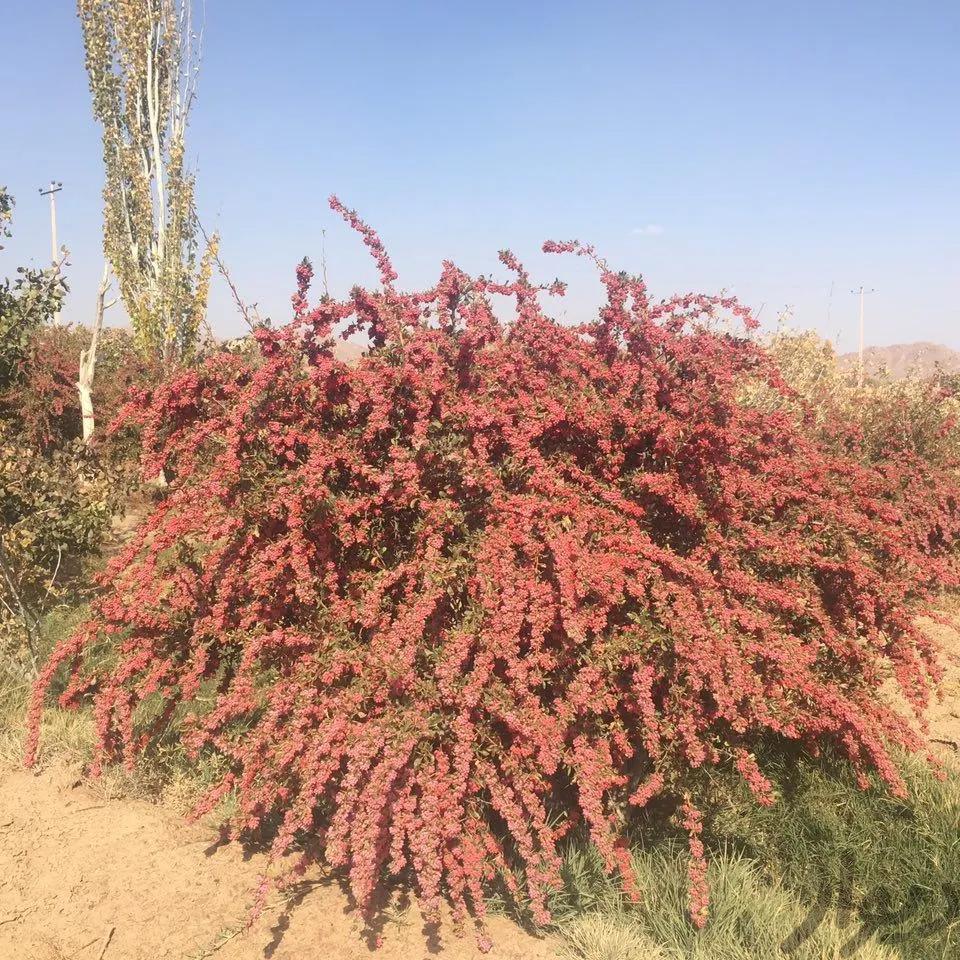 زرشک تازه قاین