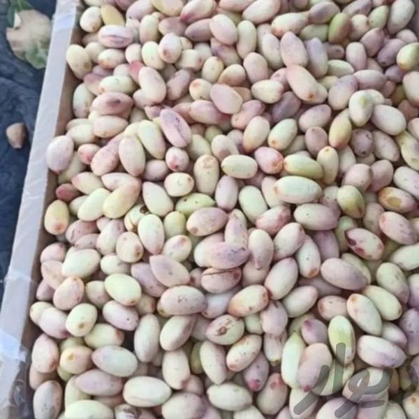 پسته تازه موجوده هست