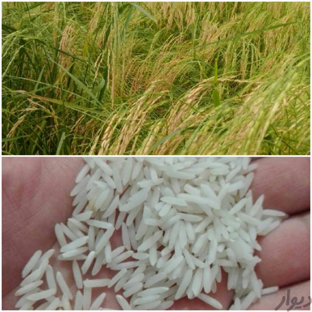برنج طارم هاشمی گیلان