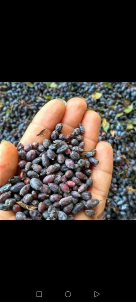 زرشک کوهی سنجربیگ زرشک با کیفیت