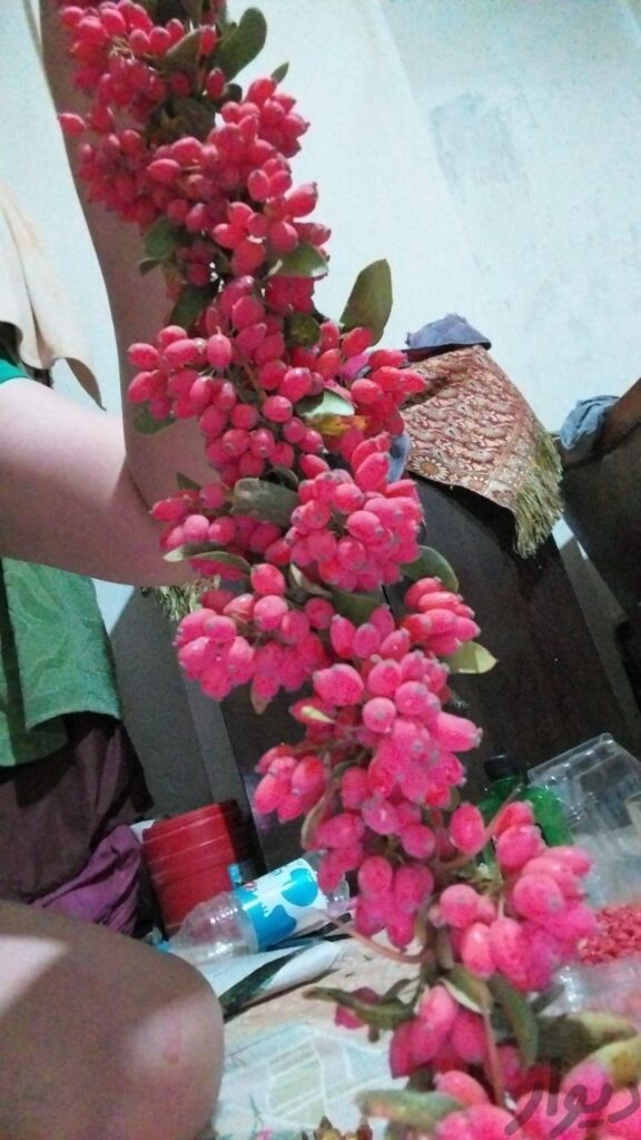 زرشک نوبرانه