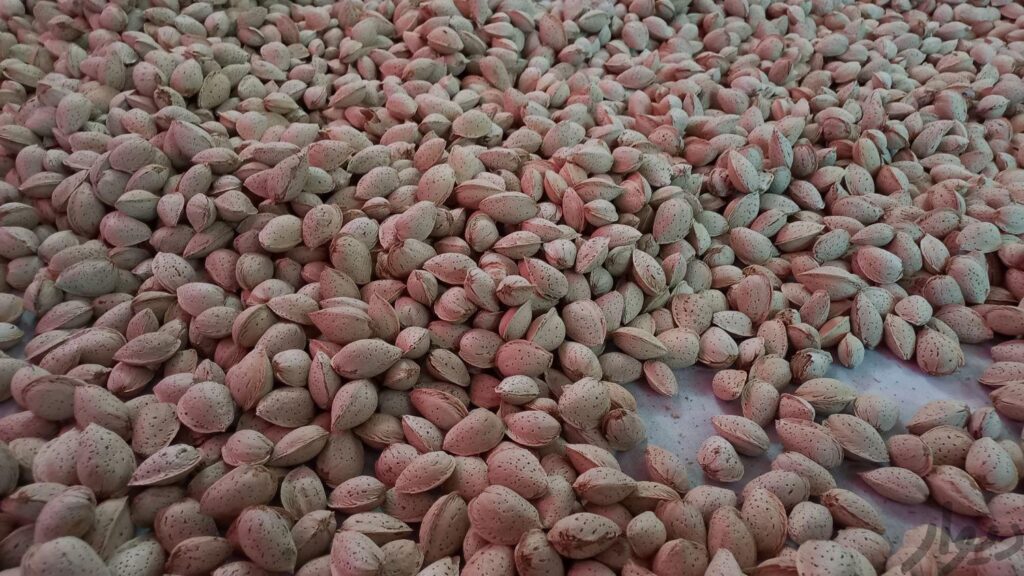 بادام درختی کاغذی