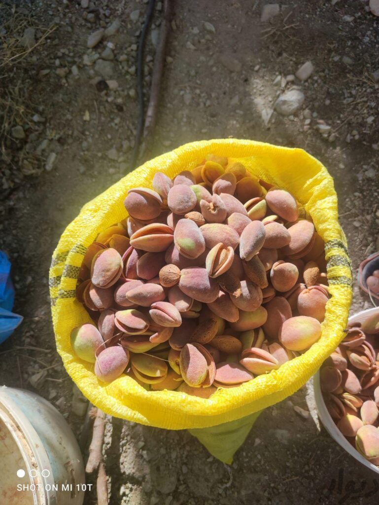 بادام درختی