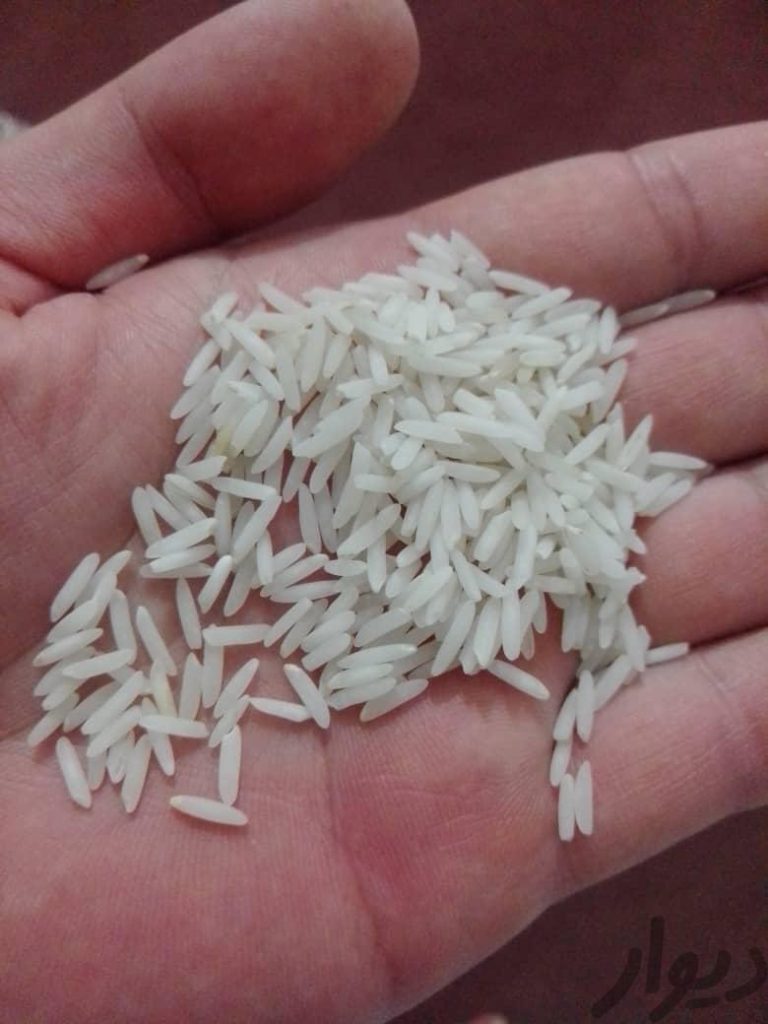 برنج هاشمی گیلان