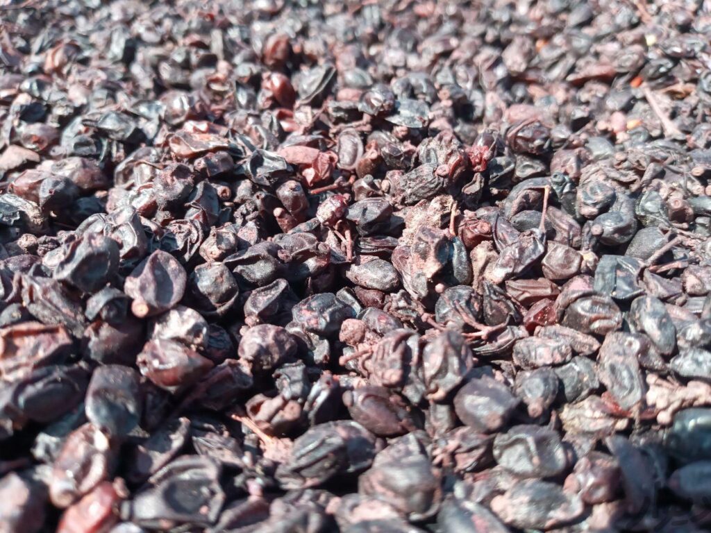 زرشک کوهی با کیفیت