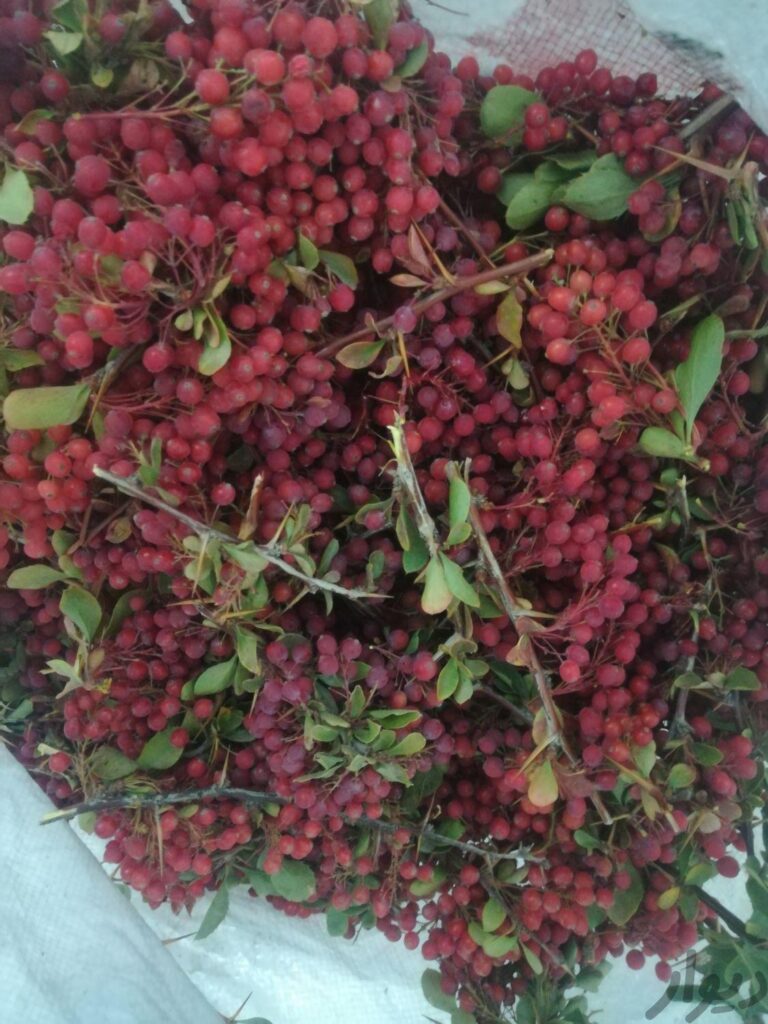 زرشک کوهی( زارچ)