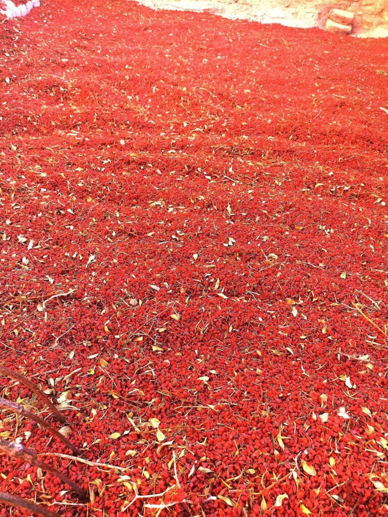 زرشک اناری امسالی،زیرتالاری ،پفکی