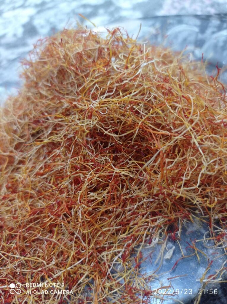 ریشه زعفران تازه